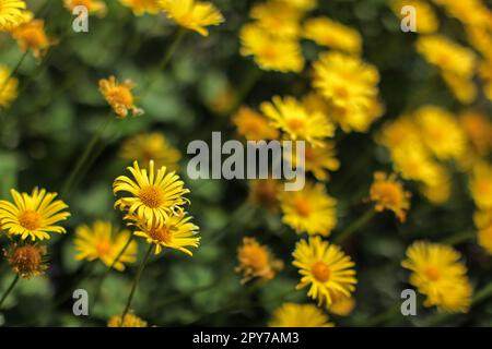 Flache Tiefenschärfe Foto, nur einzelne Blüte im Fokus, kleine gelbe Blumen - abstrakte Feder Flowery Hintergrund. Stockfoto