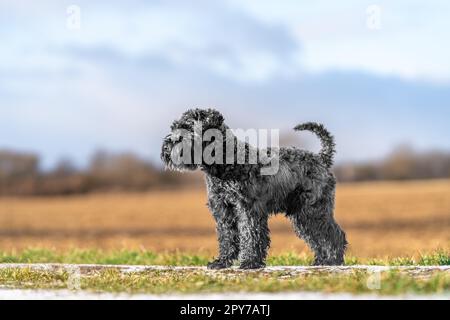 Hund auf einem Spaziergang in der Natur. Kleiner schwarzer Schnauzer Stockfoto