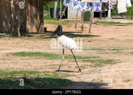 Jabiru-Storch, der auf einer Farm umherstreift, Pantanal Wetlands, Mato Grosso, Brasilien Stockfoto