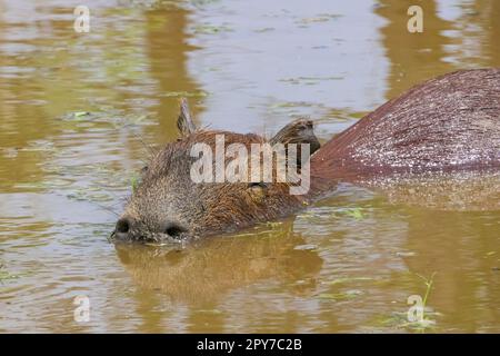 Nahe einer Capybara, die im schlammigen Wasser ruht, vor der Kamera, Pantanal Wetlands, Mato Grosso, Brasilien Stockfoto