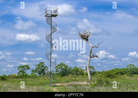 Blick auf ein Jabiru-Nest mit Jungfischen auf einem Baum und einen angrenzenden Aussichtsturm vor blauem Himmel mit Wolken, Pantanal Wetlands, Mato Grosso, Brasilien Stockfoto