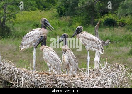 Nahaufnahme eines Jabiru-Nestes mit vier jungen Vögeln, die vor grünem Hintergrund stehen und sitzen, Pantanal Wetlands, Mato Grosso, Brasilien Stockfoto