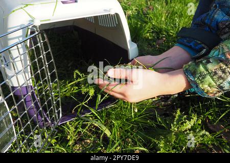 Die Hände von Kindern legen das gerupfte Gras in einen Tierkäfig oder Katzenträger. Tierpflege. Gute Ernährung für Ihr Haustier. Gras und Vitamine in der Katzenernährung. Ein sonniger Herbsttag Stockfoto