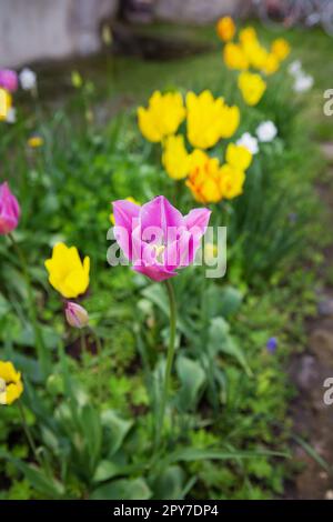 Lila und gelbe Tulpen blühen in einem Blumenbeet in einem Frühlingsgarten. Pflanzen und Pflegen von Blumen im Blumenbeet. Stockfoto