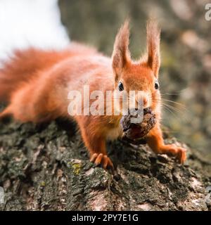 Ein wildes Eichhörnchen, gefangen an einem kalten, sonnigen Herbsttag, witziges, süßes Eichhörnchen ist auf dem Baum im Herbstpark. Farbenfrohe Natur, Herbstkonzept Stockfoto