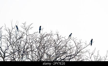 Elster sitzen auf einem Baum und fliegen dann weg (Pica pica) Stockfoto