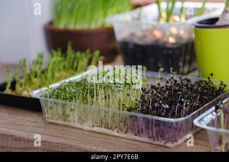 Verschiedene Mikrogrüns und grüne Zwiebeln auf der Fensterbank zu Hause im Sonnenlicht anbauen. Stockfoto