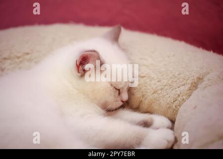 Porträt einer kleinen britischen Longhair-Katze. Nahaufnahme eines Kätzchens. Stockfoto