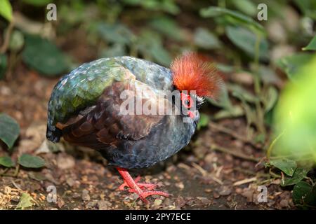 Eine Straußenwachtel (Rollulus rouloul) durchstreift die Büsche. Stockfoto