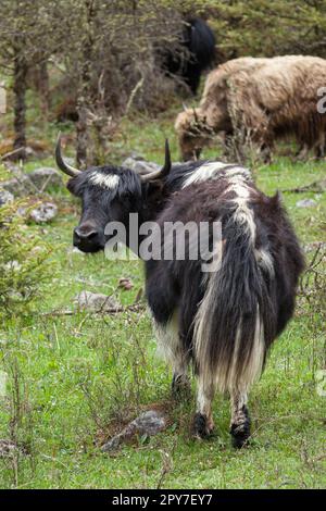 Ein schwarzer Yak steht auf einem grasbedeckten Feld mit Bäumen im Hintergrund Stockfoto