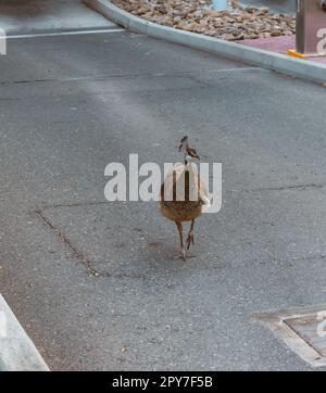 Pfauen sitzen auf den Büschen in der Stadt Stockfoto