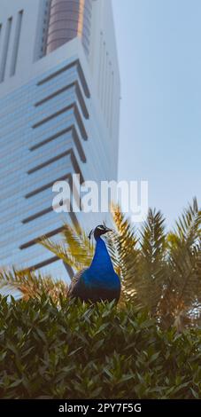 Pfauen sitzen auf den Büschen in der Stadt Stockfoto