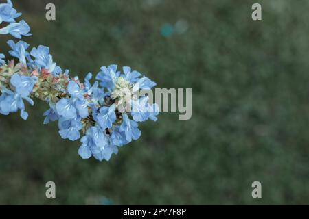 Blaue Blume auf grünem Grashintergrund. Salvia uliginosa Bog Salbei Stockfoto