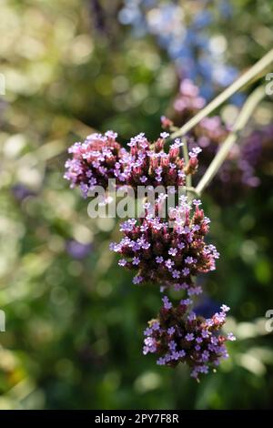 Kleine lila Blumen auf sonnigen grünen Hintergrund. Verbena bonariensis Purpletop Eisenkraut Stockfoto
