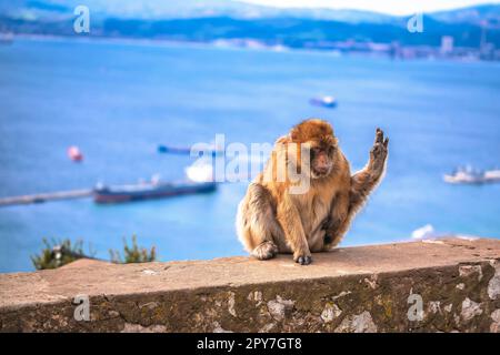 Barbary Macaque mit Blick auf Gibraltar direkt vom Felsen Stockfoto