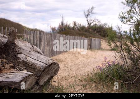 Romantische Küstenlandschaft mit Treibholz aus nächster Nähe mit wunderschöner Textur und Küstenvegetation. Moody Küstenhintergrund. Französische riviera. Stockfoto