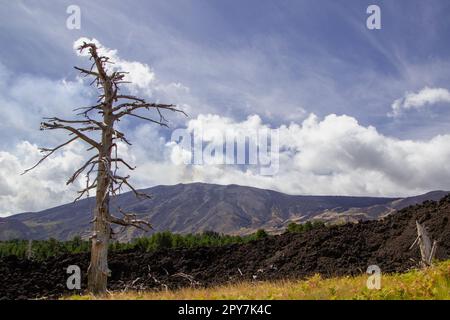 Vulkan Ätna Vulkanlandschaft und seine typische Vegetation, Sizilien Stockfoto