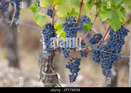 Weintrauben Cabernet Sauvignon zur Erzeugung von Weinen höchster Qualität in Bordeaux, Frankreich Stockfoto