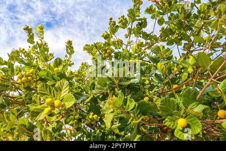 Kou Cordia subcordata blühender Baum mit Orangenblumen in Mexiko. Stockfoto