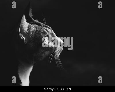 Porträt einer Katze auf der idyllischen Insel Pulau Ketam, Malaysia. Pulau Ketam liegt in der Nähe von Port Klang und wurde vor Jahrhunderten von chinesischen Fischern erbaut. Pulau bedeutet Insel und Ketam bedeutet Krabben. Auf dieser Insel gibt es Millionen winziger Krabben! Auf der Insel leben zwei Stockfoto