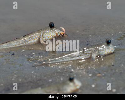 Mudskipper füttert eine kleine Krabbe in Pulau Ketam, Malaysia Stockfoto