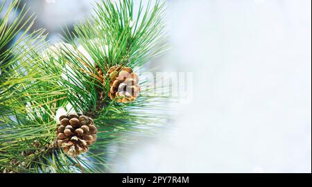 Nahaufnahme von Kiefernzapfen auf Tannenbaum-Brunch unter Schnee. Bannerdesign für Winterferien mit Kopierraum. Weihnachten und Neujahr, saisonales Festnetzwerk Hintergrund. Stockfoto