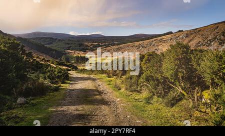 Die Landstraße führt hinunter in das Tal mit Wiesen und Wäldern, die Wicklow Mountains Stockfoto