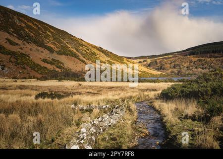 Alte Steinmauer und Bach, die nach Lough Dan in einem Tal, den Wicklow Mountains, führen Stockfoto