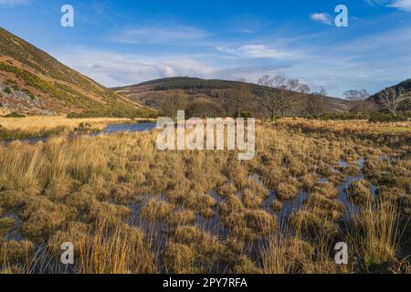 Herbstlandschaft, Sumpf mit langem Gras und ein Bach, der zum Lough Dan in den Wicklow Mountains, Irland, führt Stockfoto