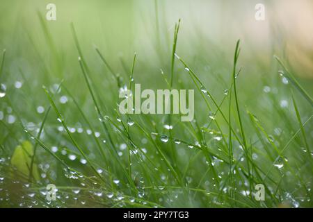 Blätter aus frischem, grünem Frühlingsgras mit Regentropfen Stockfoto
