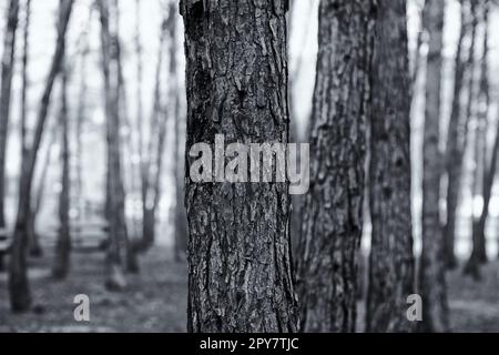 Baumstämme im Wald Stockfoto