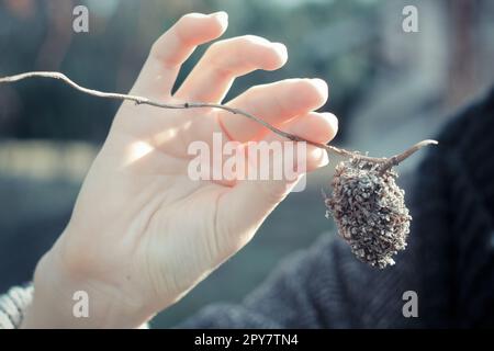 Nahaufnahme Frau Hand hält getrocknete Pflanze Konzeptfoto Stockfoto