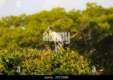 Holzstorch hoch oben auf einem Baum vor grünem Hintergrund, Pantanal Wetlands, Mato Grosso, Brasilien Stockfoto