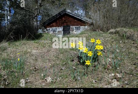 Narzissen vor einem Erdkeller Stockfoto