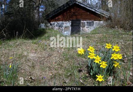 Narzissen vor einem Erdkeller Stockfoto