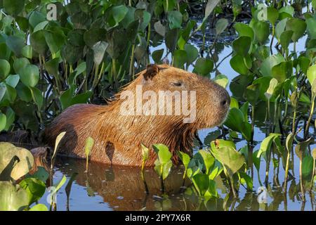 Nahaufnahme einer süßen Capybara, die im Wasser zwischen Wasserhyazinthen im Sonnenlicht steht, Pantanal Wetlands, Mato Grosso, Brasilien Stockfoto