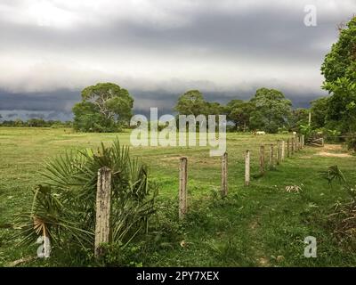 Eingezäuntes Weideland mit dunklen Wolken im Hintergrund, Pantanal Wetlands, Mato Grosso, Brasilien Stockfoto