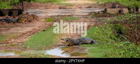 Caiman Yacare ruht auf einer schlammigen Landstraße mit offenem Mund, Pantanal Wetlands, Mato Grosso, Brasilien Stockfoto