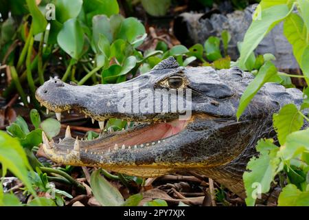 Nahaufnahme eines Caiman-Yacare-Profils mit offenem Mund, umgeben von grünen Blättern, Pantanal Wetlands, Mato Grosso, Brasilien Stockfoto