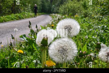 Stuttgart, Deutschland. 03. Mai 2023. Löwenzahn-„Löwenzahn“ stehen auf einem Weg, auf dem ein Jogger läuft. Kredit: Bernd Weißbrod/dpa/Alamy Live News Stockfoto