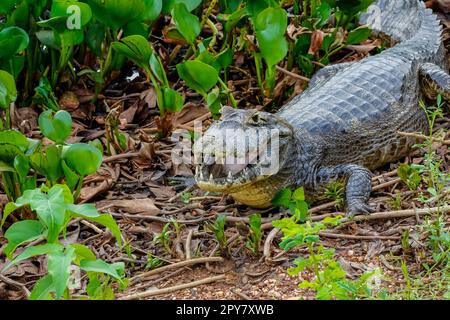 Caiman Yacare liegt auf dem Boden in Büschen mit offenem Mund, vor der Kamera, Pantanal Wetlands, Mato Grosso, Brasilien Stockfoto