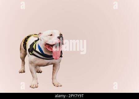 Brindle-Coat American Bulldog, isoliert auf pinkem Hintergrund. Stockfoto