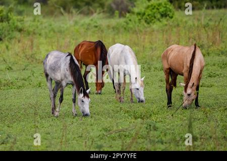 Vier bunte Pferde grasen auf einer üppigen grünen Wiese in den Pantanal Wetlands, Mato Grosso, Brasilien Stockfoto