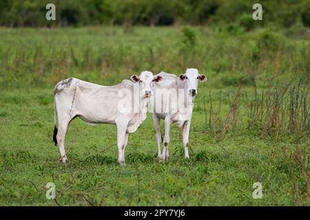 Zwei typische weiße Pantaneira-Kühe auf einer üppig grünen Wiese, vor der Kamera, Pantanal Wetlands, Mato Grosso, Brasilien Stockfoto