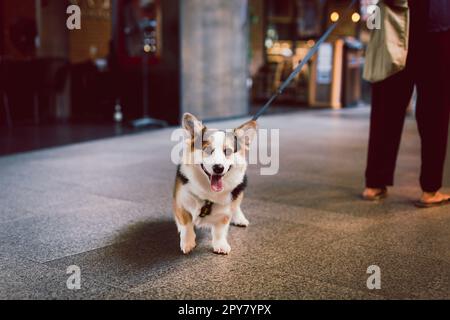 Porträt eines jungen walisischen Corgi-Hundes draußen an der Leine mit dem Besitzer. Stockfoto