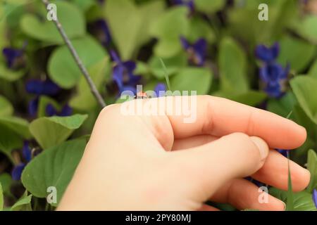 Nahaufnahme Marienkäfer auf Hand Konzeptfoto Stockfoto