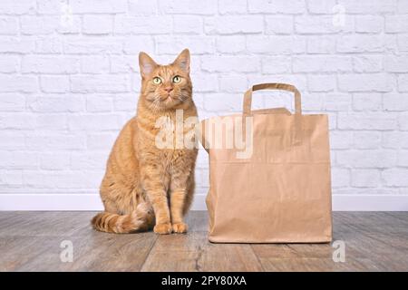 Süße Ingwerkatze, die neben einer Papiertüte sitzt. Stockfoto