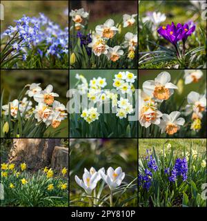 Frühlingsblumen im Garten - Narzisse, Krokus und Hyazinthen - Collage Stockfoto