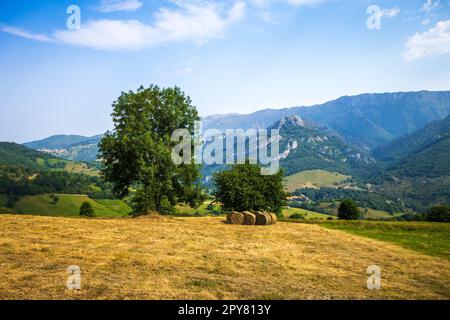 Baum auf einem Feld in Picos de Europa, Asturien, Spanien Stockfoto
