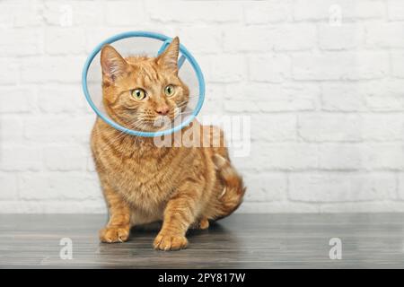 Sick rote Katze mit einem Haustier Kegel vor einer Mauer sitzen und seitwärts. Stockfoto